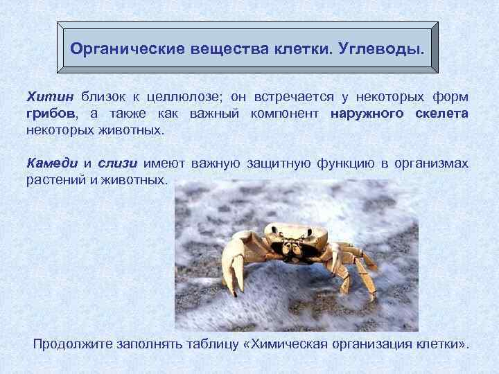 Органические вещества клетки. Углеводы. Хитин близок к целлюлозе; он встречается у некоторых форм грибов,