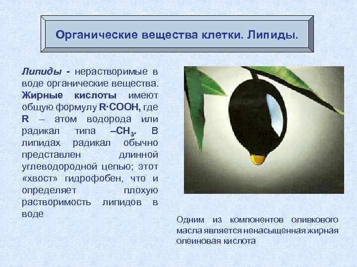 Органические вещества клетки. Липиды - нерастворимые в воде органические вещества. Жирные кислоты имеют общую