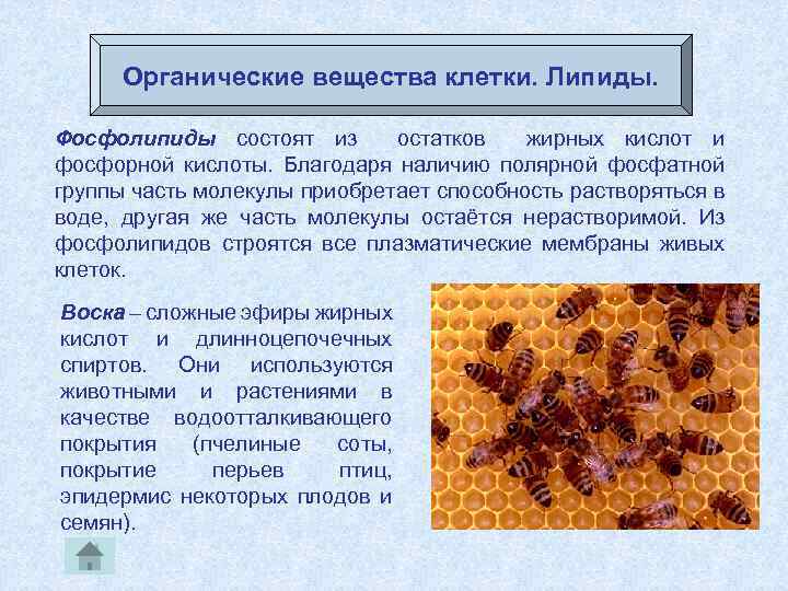 Органические вещества клетки. Липиды. Фосфолипиды состоят из остатков жирных кислот и фосфорной кислоты. Благодаря