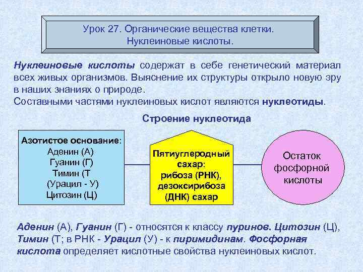 Урок 27. Органические вещества клетки. Нуклеиновые кислоты содержат в себе генетический материал всех живых