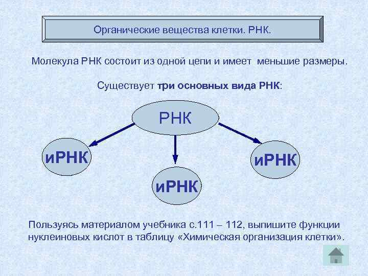 Органические вещества клетки. РНК. Молекула РНК состоит из одной цепи и имеет меньшие размеры.