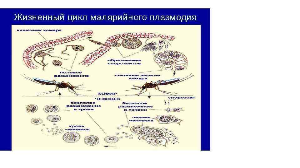 Какой цифрой обозначен на рисунке окончательный хозяин малярийного плазмодия