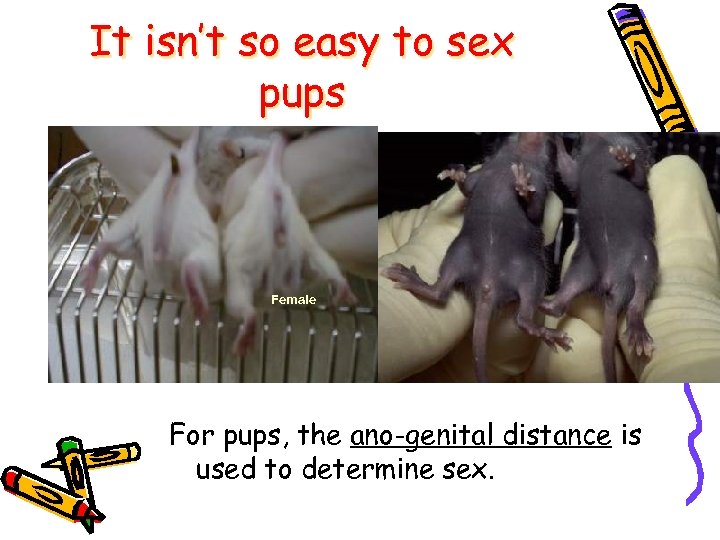 It isn’t so easy to sex pups Female Male Female For pups, the ano-genital