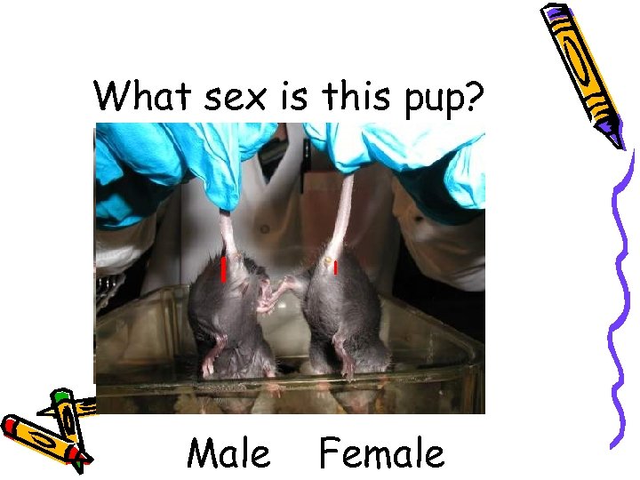 What sex is this pup? l Male l Female 