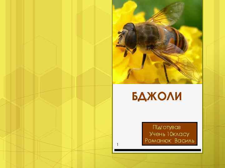 БДЖОЛИ 1 Підготував Учень 10 класу Романюк Василь 