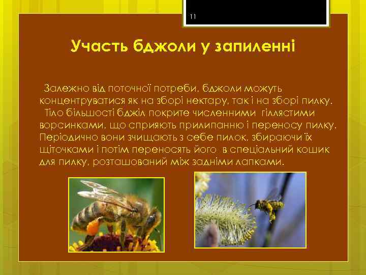 11 Участь бджоли у запиленні Залежно від поточної потреби, бджоли можуть концентруватися як на