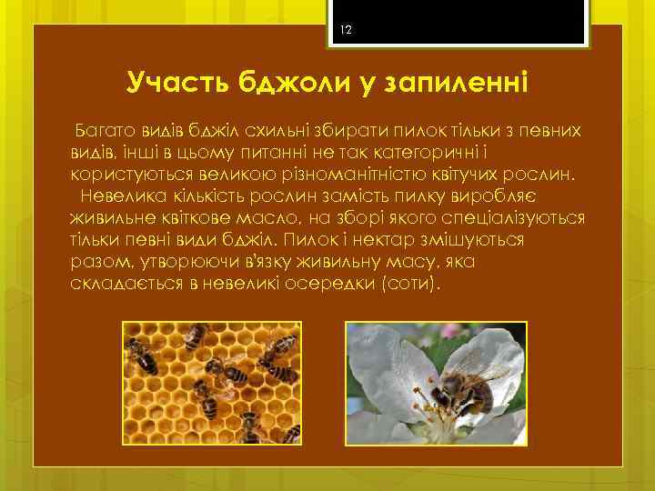 12 Участь бджоли у запиленні Багато видів бджіл схильні збирати пилок тільки з певних