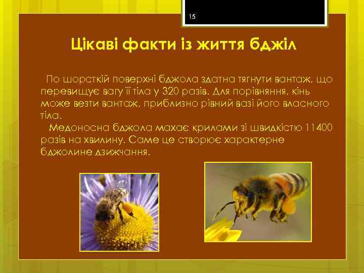 15 Цікаві факти із життя бджіл По шорсткій поверхні бджола здатна тягнути вантаж, що