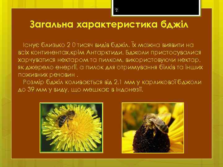 2 Загальна характеристика бджіл Існує близько 2 0 тисяч видів бджіл. Їх можна виявити