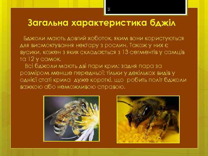 3 Загальна характеристика бджіл Бджоли мають довгий хоботок, яким вони користуються для висмоктування нектару