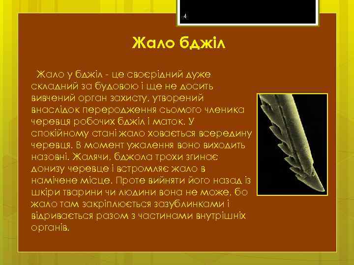 4 Жало бджіл Жало у бджіл - це своєрідний дуже складний за будовою і