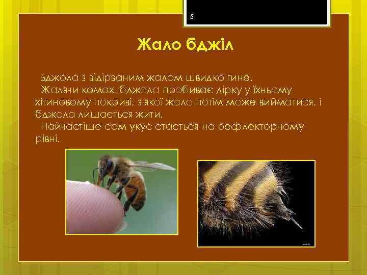 5 Жало бджіл Бджола з відірваним жалом швидко гине. Жалячи комах, бджола пробиває дірку