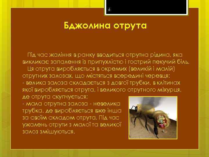 6 Бджолина отрута Під час жаління в ранку вводиться отрутна рідина, яка викликає запалення