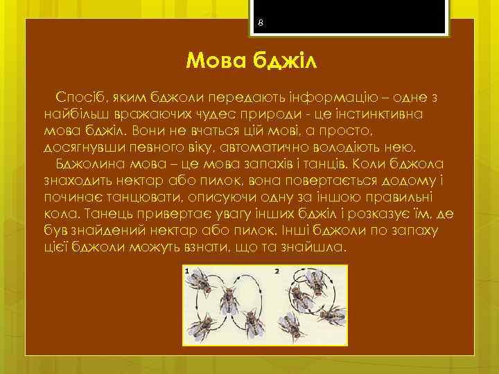 8 Мова бджіл Спосіб, яким бджоли передають інформацію – одне з найбільш вражаючих чудес