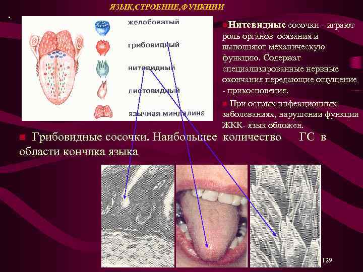  ЯЗЫК, СТРОЕНИЕ, ФУНКЦИИ . n. Нитевидные сосочки - играют роль органов осязания и