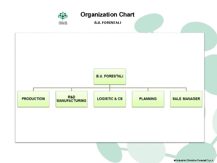 Organization Chart B. U. FORESTALI © Industrie Chimiche Forestali S. p. A. 