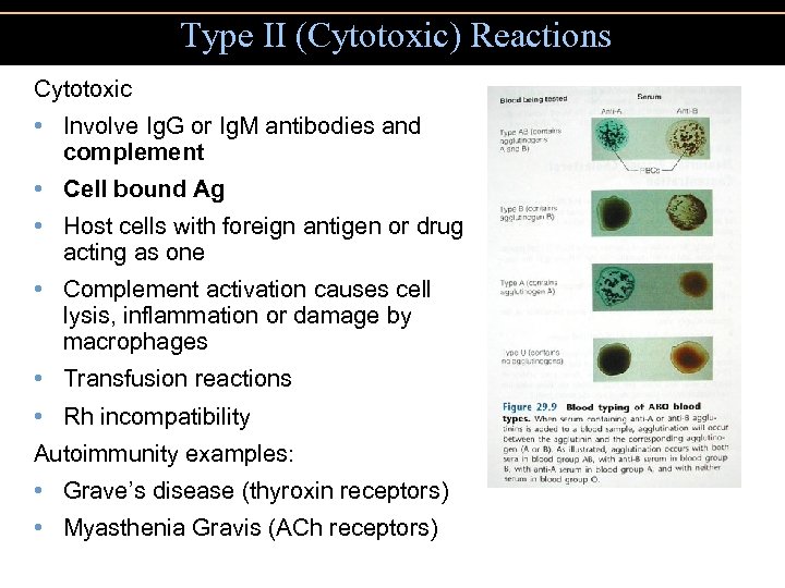 Type II (Cytotoxic) Reactions Cytotoxic • Involve Ig. G or Ig. M antibodies and