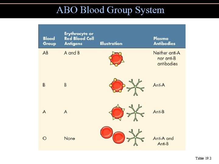 ABO Blood Group System Table 19. 2 