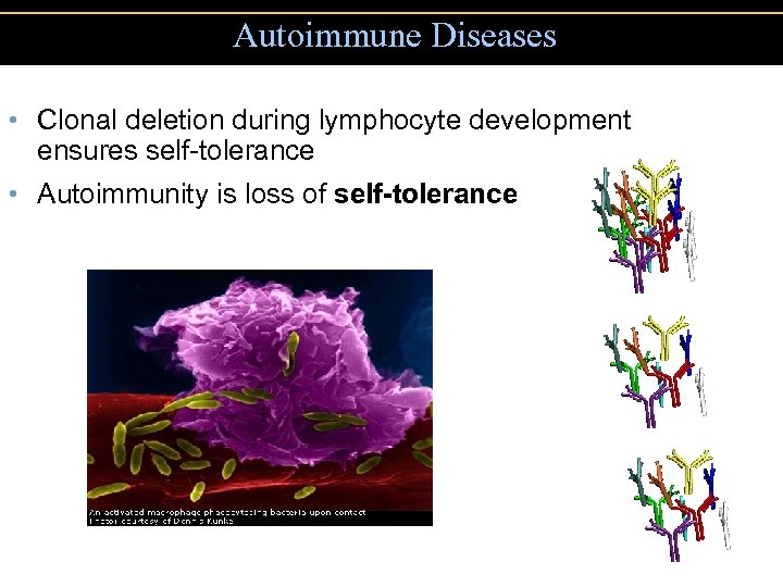 Autoimmune Diseases • Clonal deletion during lymphocyte development ensures self-tolerance • Autoimmunity is loss