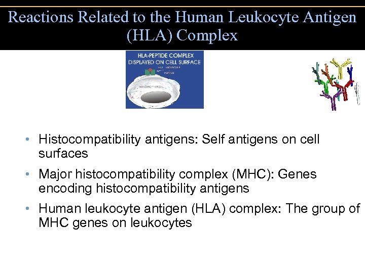 Reactions Related to the Human Leukocyte Antigen (HLA) Complex • Histocompatibility antigens: Self antigens