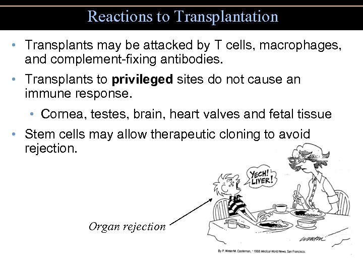 Reactions to Transplantation • Transplants may be attacked by T cells, macrophages, and complement-fixing