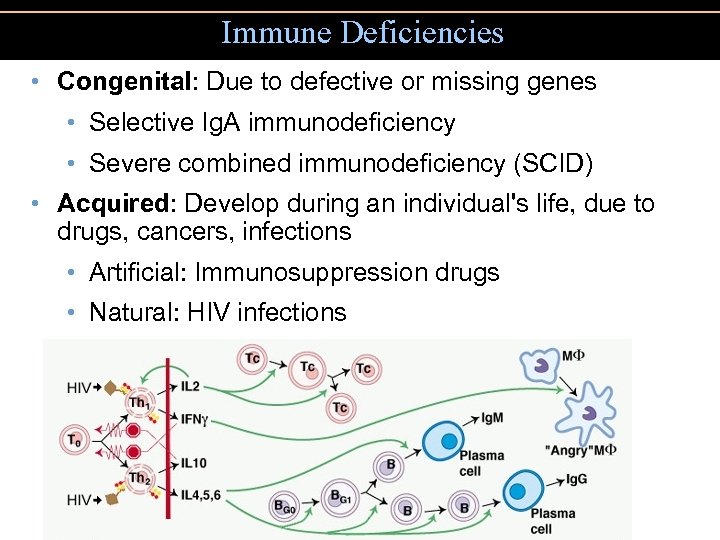 Immune Deficiencies • Congenital: Due to defective or missing genes • Selective Ig. A