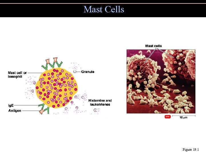 Mast Cells Figure 19. 1 