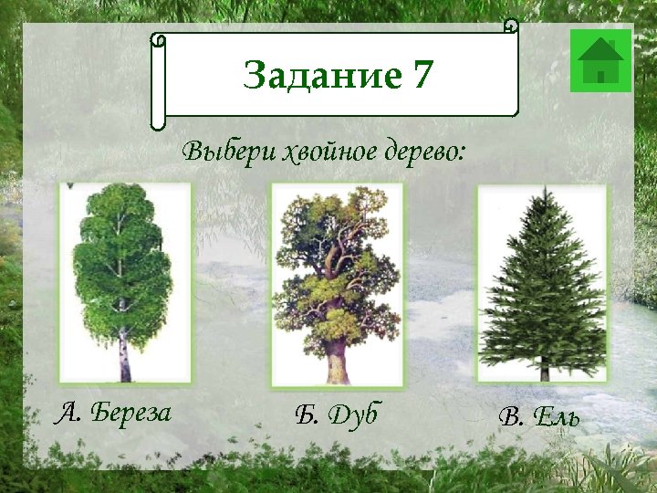 Задание 7 Задание 12 Выбери хвойное дерево: А. Береза Б. Дуб В. Ель 