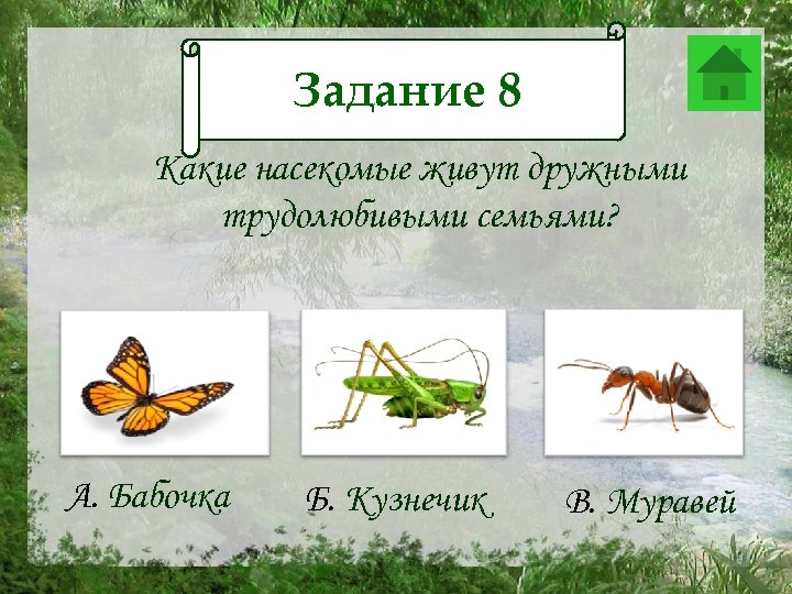 Задание 8 Задание 12 Какие насекомые живут дружными трудолюбивыми семьями? А. Бабочка Б. Кузнечик