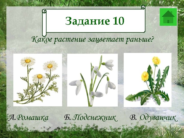 Задание 10 Задание 12 Какое растение зацветает раньше? А. Ромашка Б. Подснежник В. Одуванчик