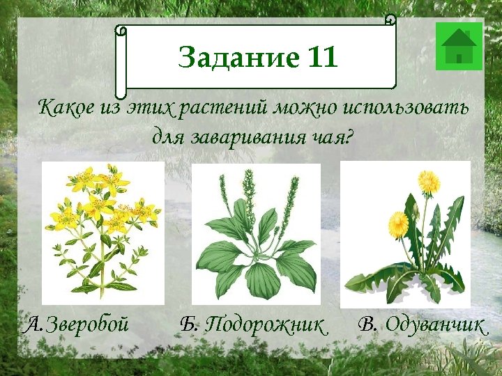 Задание 11 Задание 12 Какое из этих растений можно использовать для заваривания чая? А.