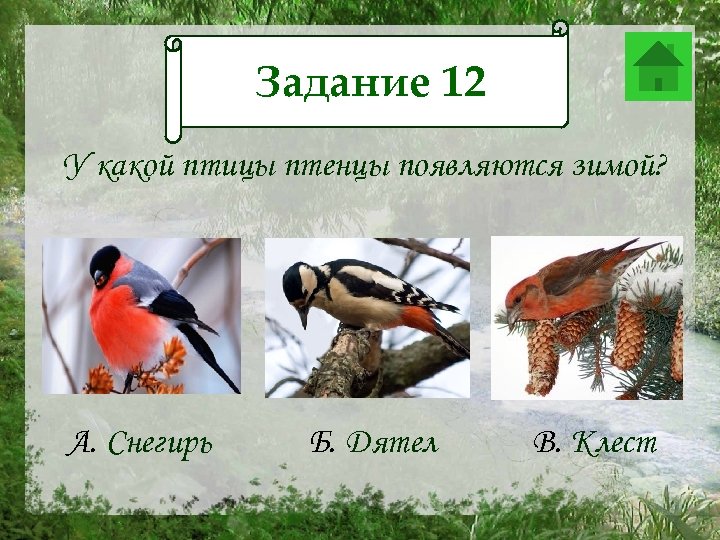 Задание 12 У какой птицы птенцы появляются зимой? А. Снегирь Б. Дятел В. Клест
