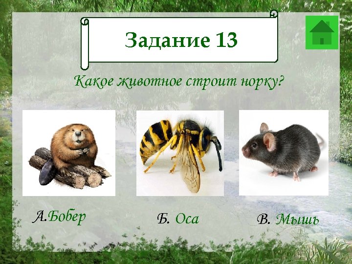 Задание 13 Задание 12 Какое животное строит норку? А. Бобер Б. Оса В. Мышь