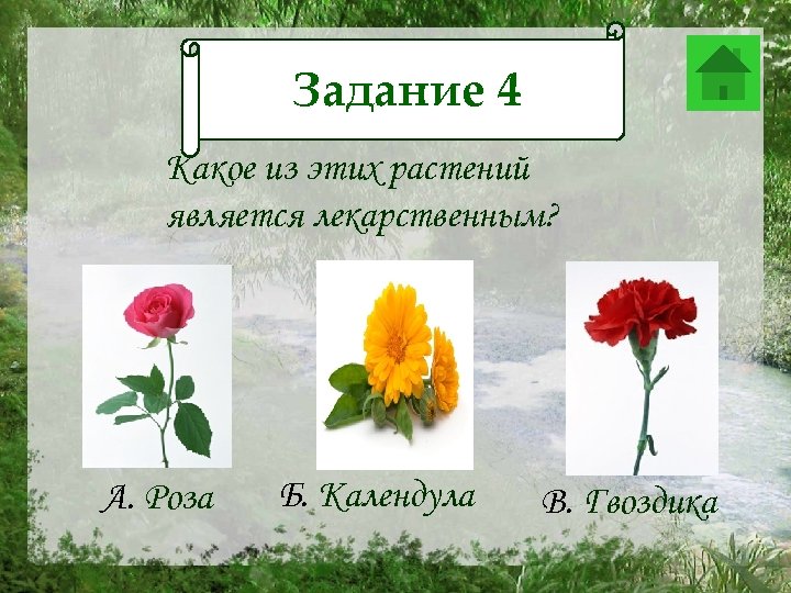 Задание 4 Задание 12 Какое из этих растений является лекарственным? А. Роза Б. Календула