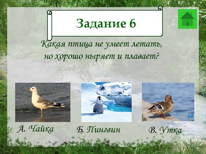 Задание 6 Задание 12 Какая птица не умеет летать, но хорошо ныряет и плавает?