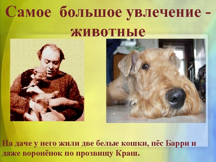 Cамое большое увлечение - животные На даче у него жили две белые кошки, пёс