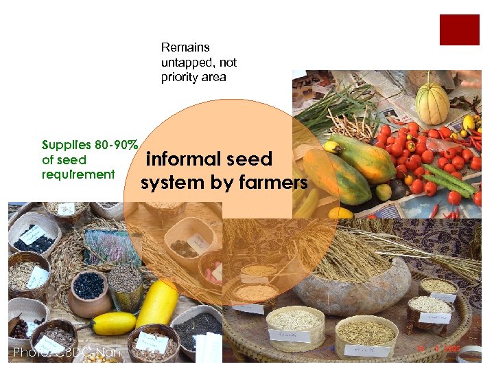 Farmers supply bulk of seeds Supplies 80 -90% of seed requirement Photo: CBDC-Nan Remains