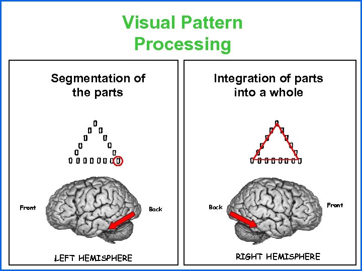 Visual Pattern Processing Segmentation of the parts Front Integration of parts into a whole
