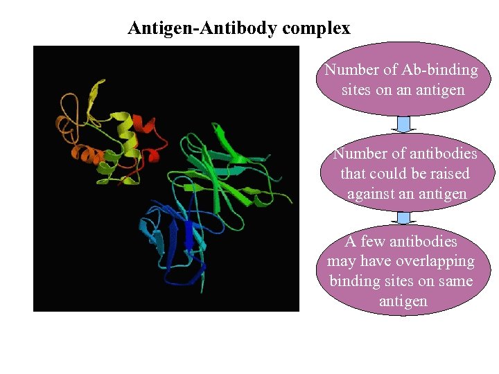Antigen-Antibody complex Number of Ab-binding sites on an antigen Number of antibodies that could