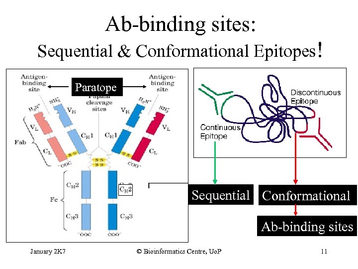 Ab-binding sites: Sequential & Conformational Epitopes! Paratope Sequential Conformational Ab-binding sites January 2 K
