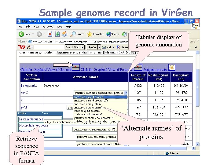 Sample genome record in Vir. Gen Tabular display of genome annotation Retrieve sequence in