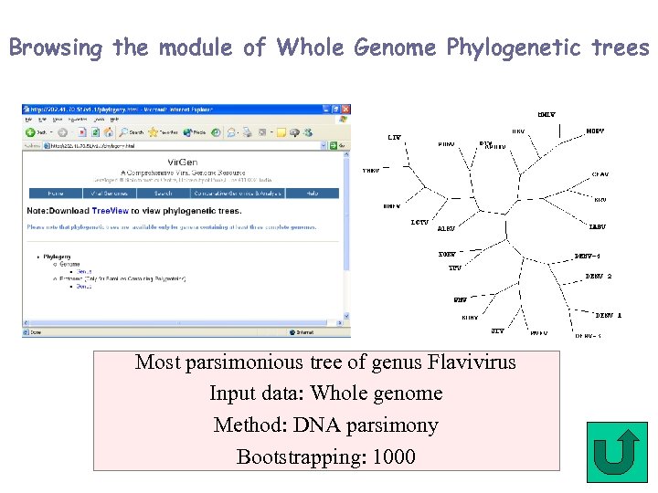 Browsing the module of Whole Genome Phylogenetic trees Most parsimonious tree of genus Flavivirus