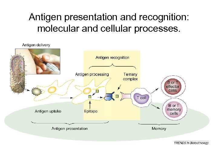 Antigen presentation and recognition: molecular and cellular processes. 