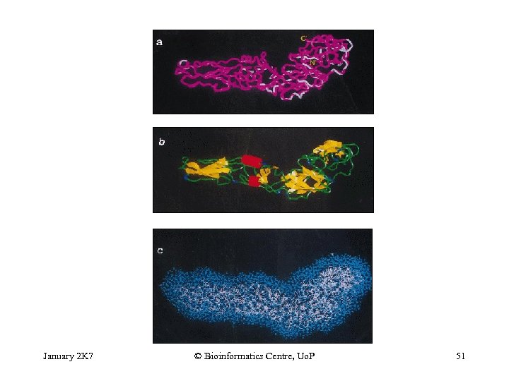 January 2 K 7 © Bioinformatics Centre, Uo. P 51 