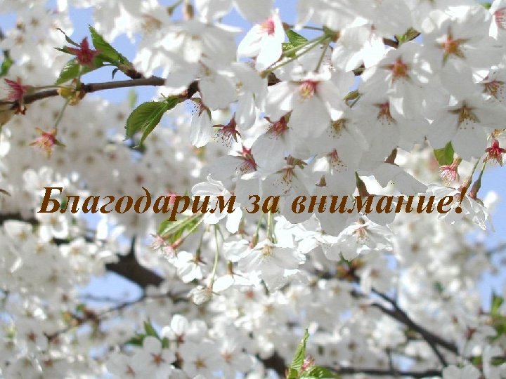 БЛАГОДАРИМ ЗА ВНИМАНИЕ! Благодарим за внимание! 