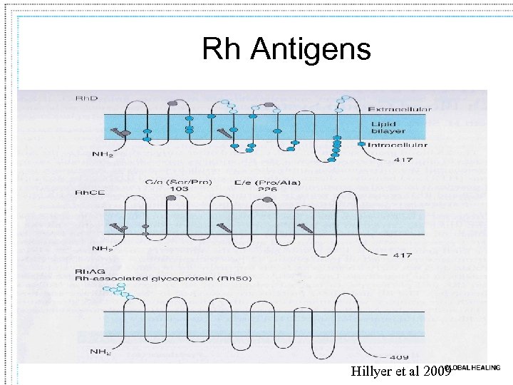 Rh Antigens Hillyer et al 2009 