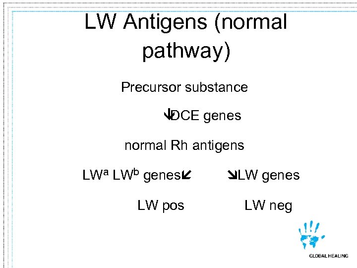 LW Antigens (normal pathway) Precursor substance Ü DCE genes normal Rh antigens LWa LWb