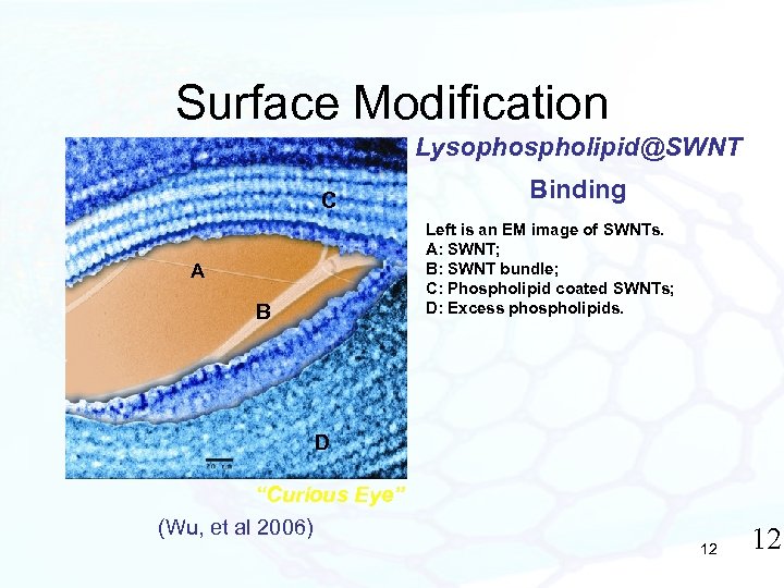 Surface Modification Lysophospholipid@SWNT C Binding Left is an EM image of SWNTs. A: SWNT;