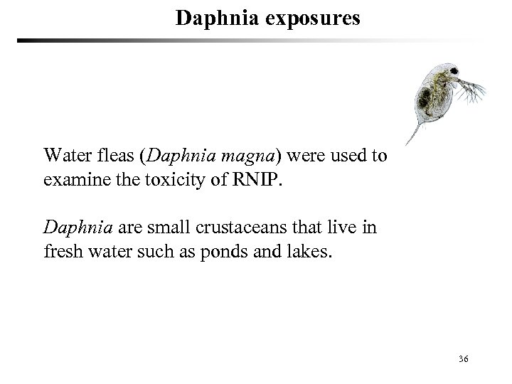 Daphnia exposures Water fleas (Daphnia magna) were used to examine the toxicity of RNIP.