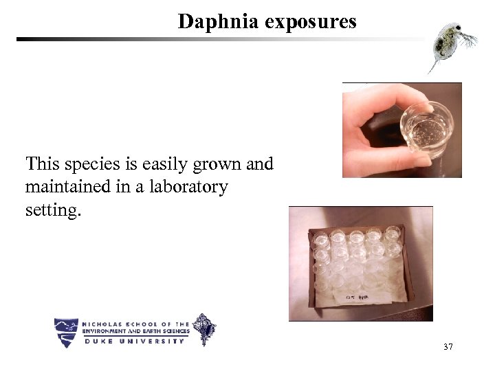 Daphnia exposures This species is easily grown and maintained in a laboratory setting. 37